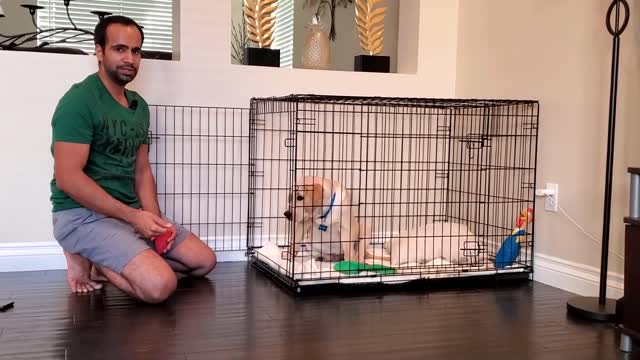 How to Crate Train your Puppy/Dog | Apne Puppy ko Crate Training Kaise De?