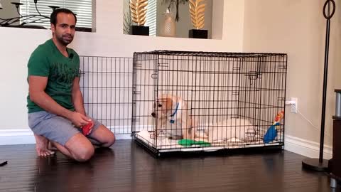 How to Crate Train your Puppy/Dog | Apne Puppy ko Crate Training Kaise De?
