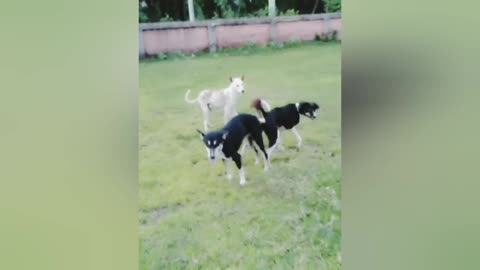 Dogs funny 🤣 vedio 🐕