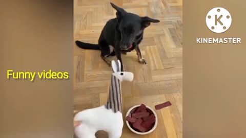 Dog 🐶 Reaction | Dog Funny videos | Dog video rumble