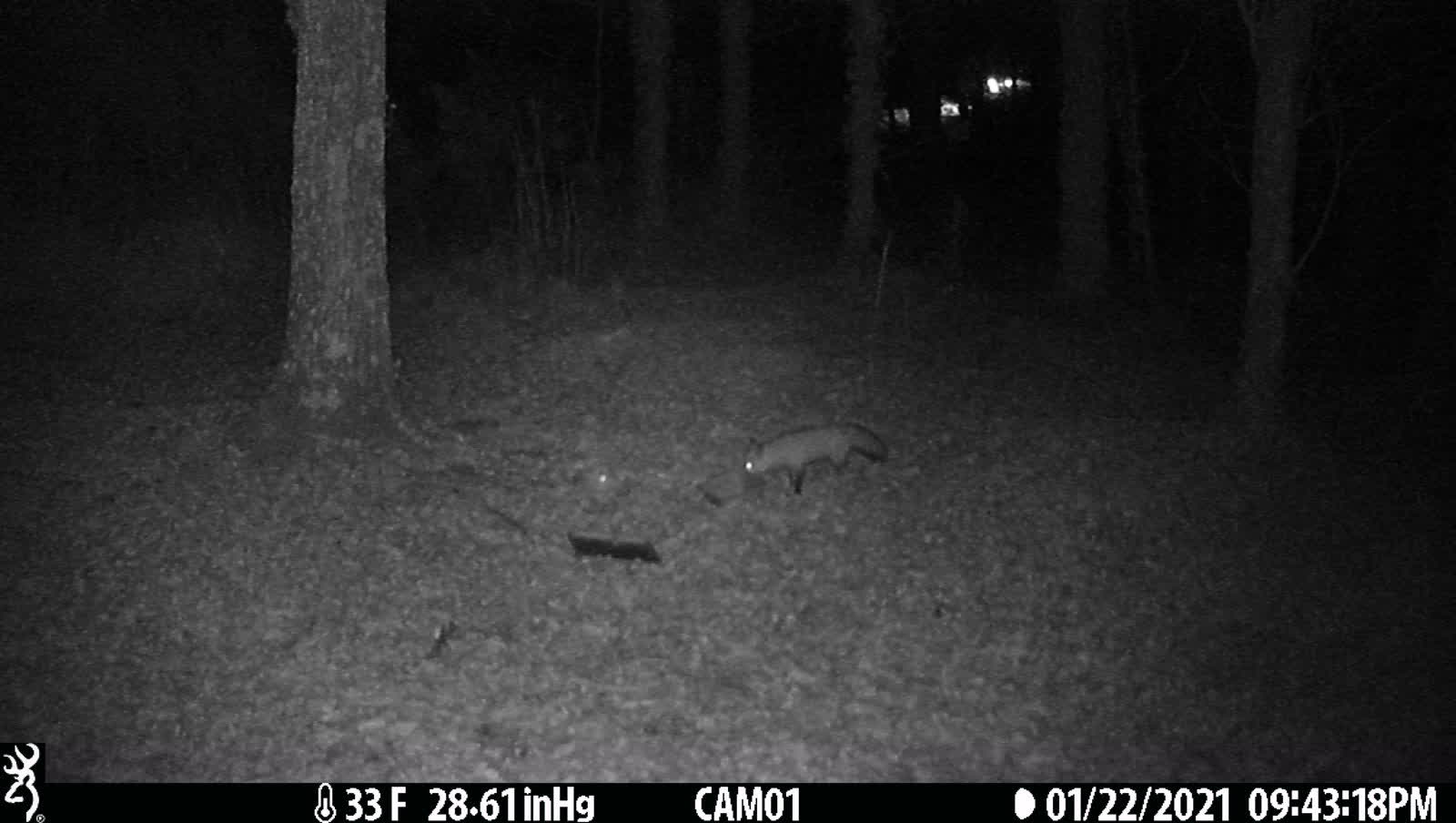 Fox checking things out 1-22-21