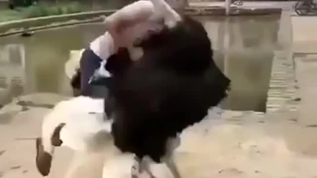 How To Ride An Ostrich
