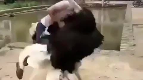 How To Ride An Ostrich