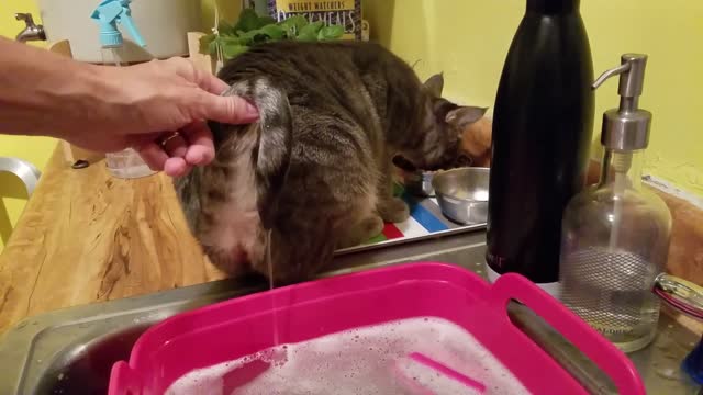 Cute kitty busy eating doesn't realize (or care) that her tail is in the dishwater!