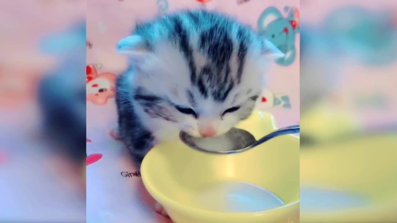 🥰Baby Cats Cute and Funny😄 Baby Cat Videos