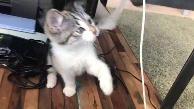 Cat funny video😂😂