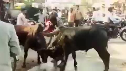 Bulls fight on the village road and villagers role