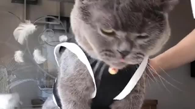 Cat bathh