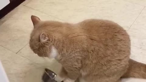 Cats doing great sounds