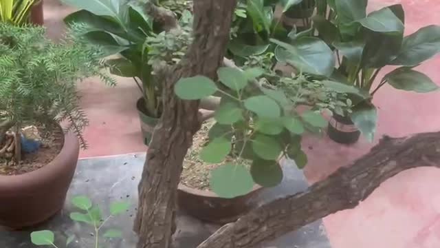Old branches are full of age and modernity