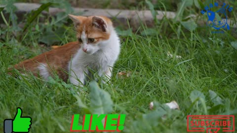 A Pet Kitten Resting And Trying To Catch Insect In The Grass 2021