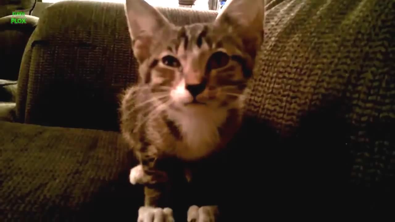 Adorable 4mins compilation of Cats