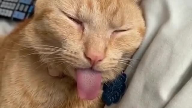 funny cat videos