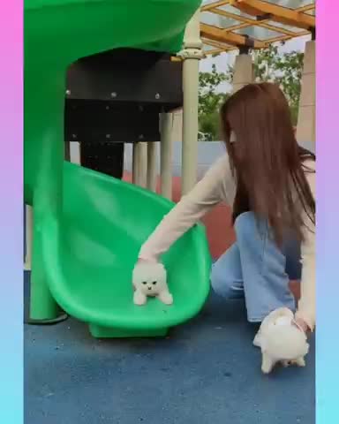 CUTE AND FUNNY DOG VIDEOS COMPILATION