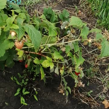 Beautiful raspberry berry.