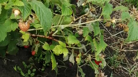 Beautiful raspberry berry.