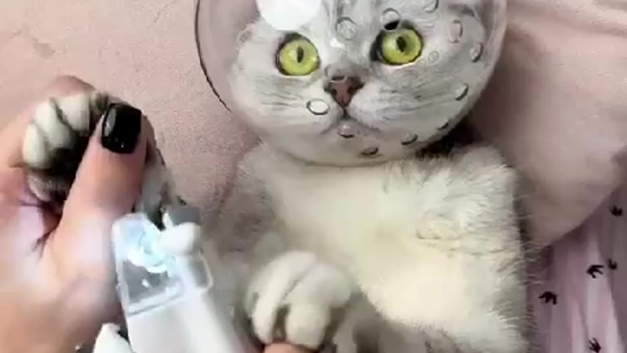 How to get cat 🐈 beautiful cat 😍😍 to get rid