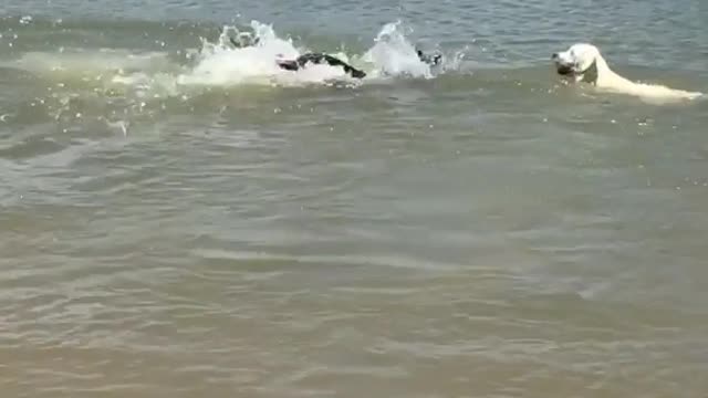 Black lab swims like dolphin