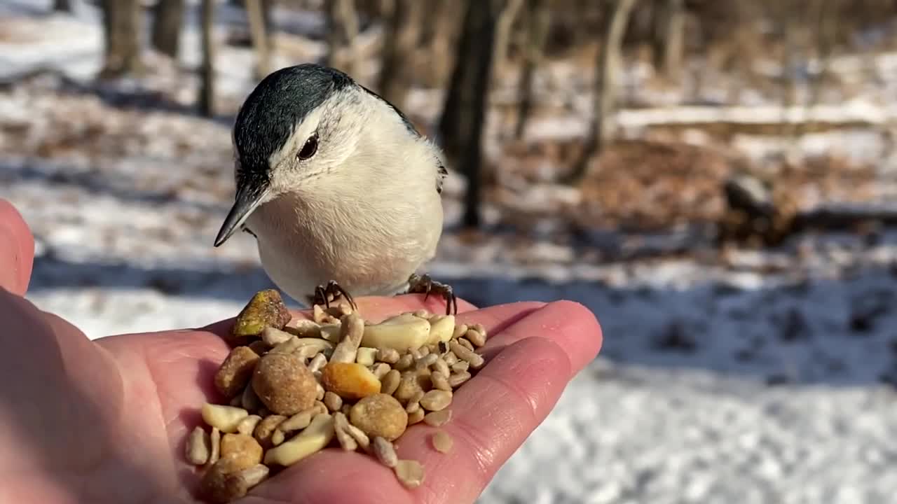 Hand-Feeding Birds in Slow Motion - The White-Breasted Nuthatch.