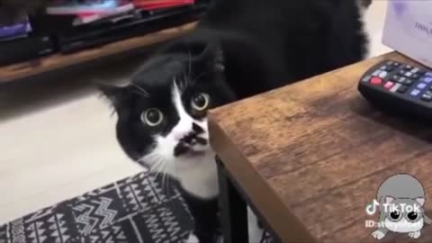 hilarious cat video (very funny)