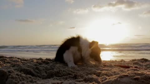 Beautiful puppy at the beach