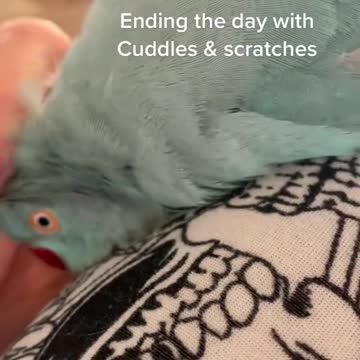 Birthday celebrations with the blue chicken 💙🦜