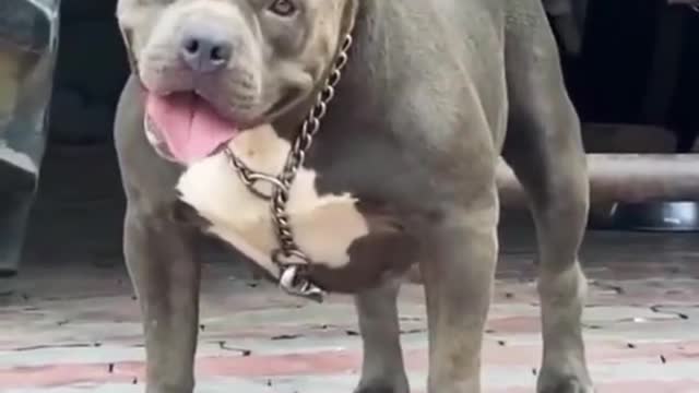 Dog short video #shorts