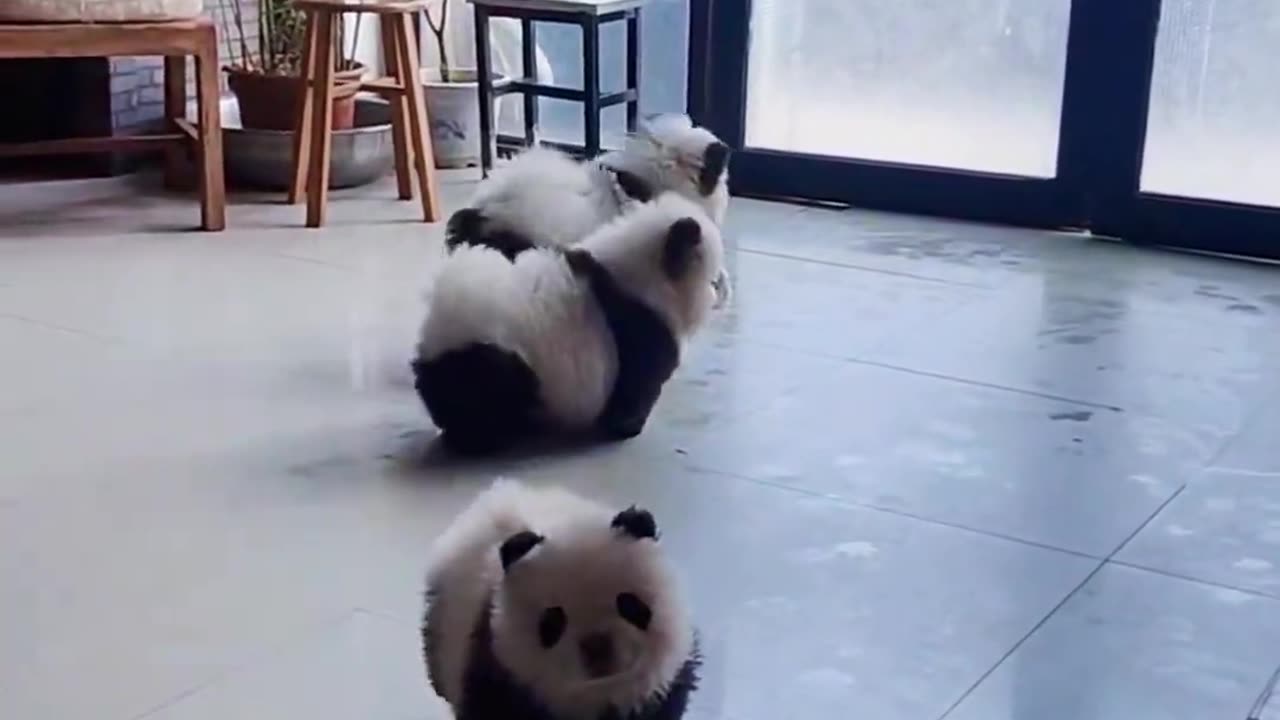 Chowchow pretends to be panda