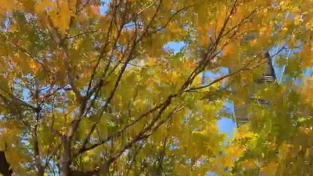 An autumn of Gang-nam road in Korea