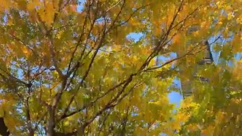 An autumn of Gang-nam road in Korea