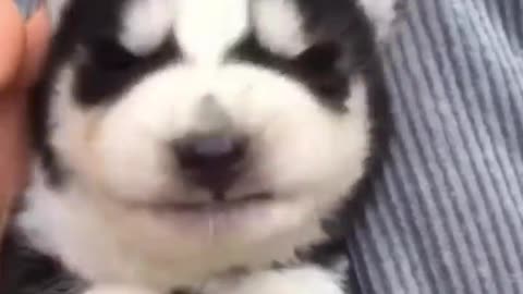 Cutest Puppies Videos Compilation cutest moment of Puppies