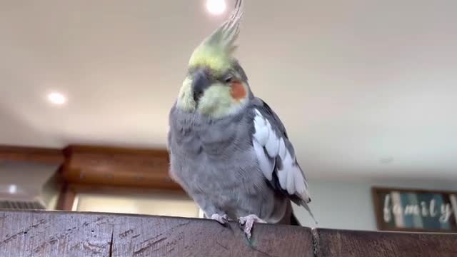 Happy chirps