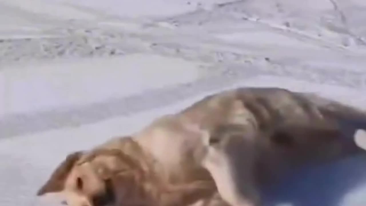 Cute dogs