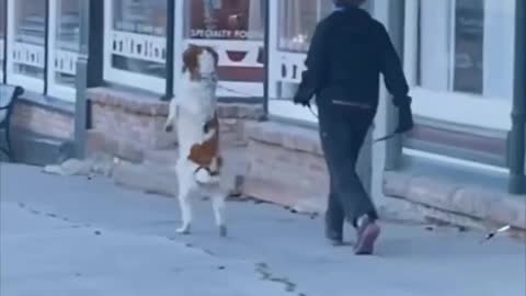 The dog is walking like the man, looks how funny 😂🤣🤣😂