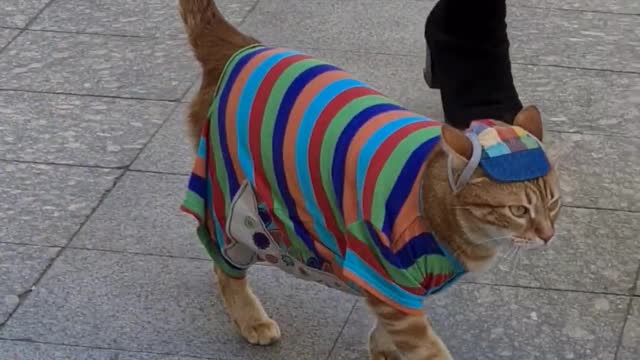 Gatinho charmoso e elegante