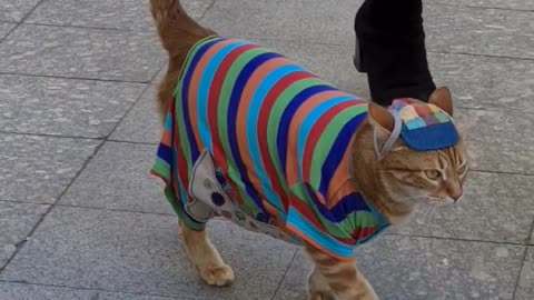 Gatinho charmoso e elegante