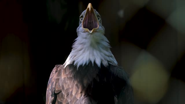 eagle-bald-eagle-raptor-plumage