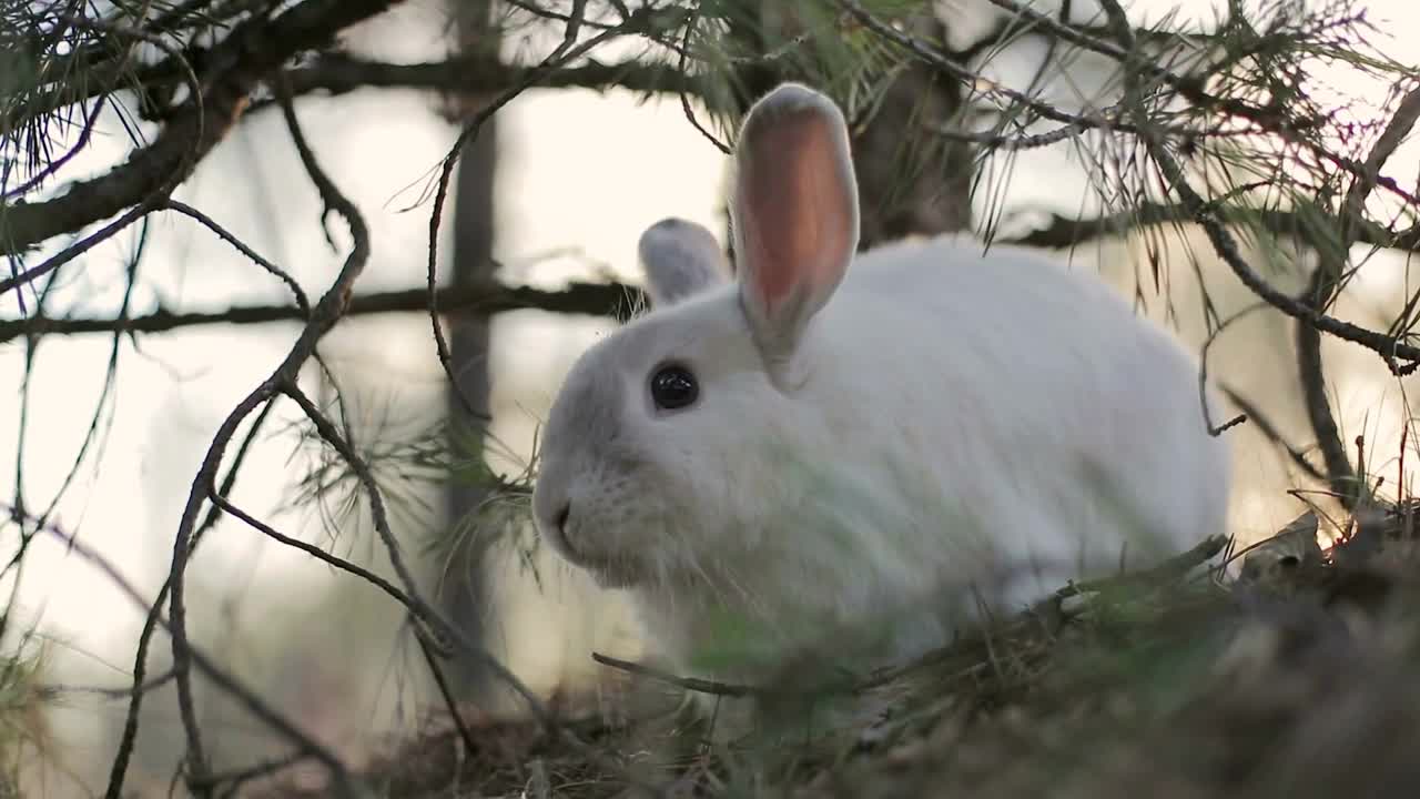 White rabbit in a summer forest