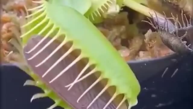 Oddly Satisfying video #shorts