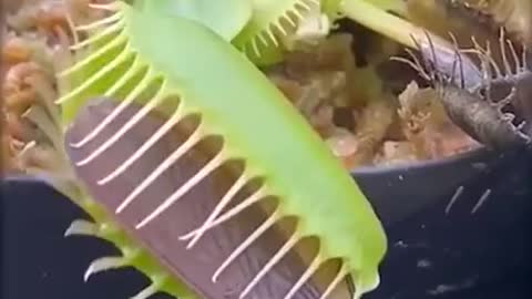 Oddly Satisfying video #shorts