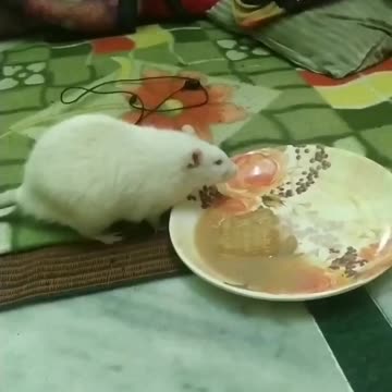 Rat drinking tha coffee