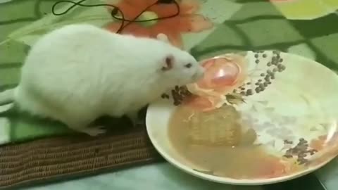 Rat drinking tha coffee