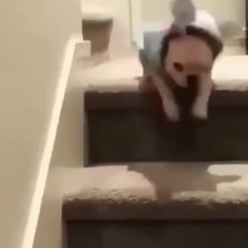 Funniest pets😁😁