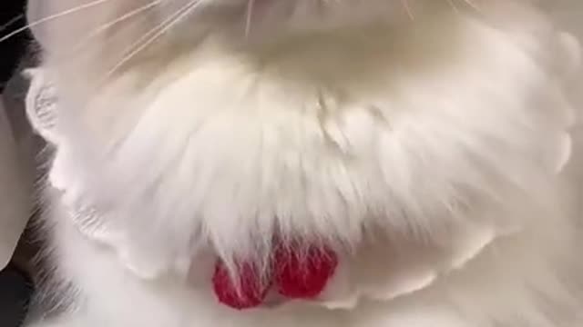 funny cat video