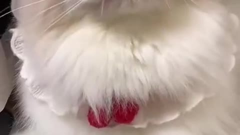 funny cat video