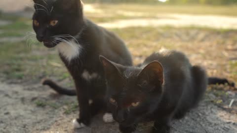 Portrait of homeless cute black and white kittens outside. Slow motion (2)