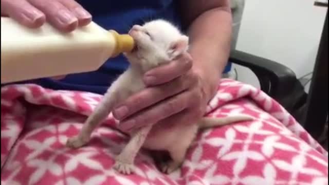 Another Two week old Kitten drinking milk