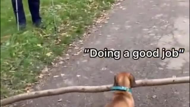 Funny Dogs Part 5 - It's time to LAUGH