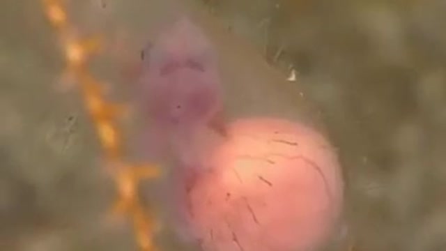 A baby shark in a stunning view