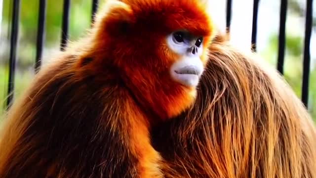 This monkey is so beautiful, it's very rare